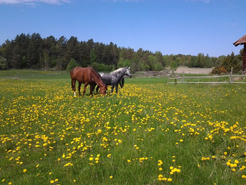 Sommarridläger 2024 i Roslagen